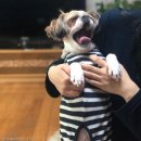 댕댕이의 하루 이미지