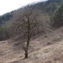 나무의노래 이미지