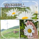 평창 육백마지기 방문후기 샤스타데이지 개화상황 (2026.06.15 방문)