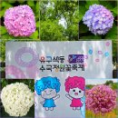 6952 | 중부권 최대의 공주 유구색동수국정원 꽃축제/착한여행6952