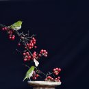청미래덩굴열매(동박새부부) 이미지