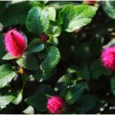 여우꼬리 이미지