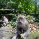 금빛할인마트 | 발리 패키지 여행 후기 우붓투어 비용 코스 예약 팁