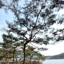 댕이의하루 | 소형견 슬개골탈구 증상 예방! 포유가 픽한 강아지 관절영양제 '댕이수랏간 침향관절쌩쌩' 후기 🐶