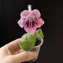 RANDEVU 이미지