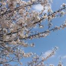 벚꽃마을경로당 이미지