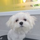 메모리펫살롱 이미지