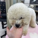 애견미용 학원생 11_한국애견협회 반려견스타일리스트 필기시험 후기(부산동명대)