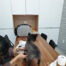 헨리양갈비 이미지