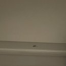 초록도마뱀 이미지