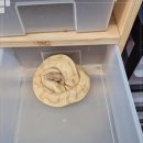 렙토 | 아이와 함께 가기 좋은 희귀파충류 평택파충류샵 렙토피아