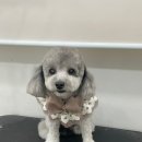 Re Pet 애견샵 이미지