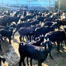 청송흑염소농장 이미지