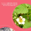 킹스베리 이미지