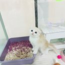 캣초딩 고양이분양 김포구래점 이미지