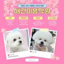 (단기)반려동물미용사(자격증) 이미지