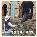 서귀포 성산일출봉 승마 카페 밭디 후기