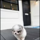 강아지분양 고양이분양 포근퍼피 이미지