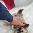 바른펫