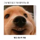 해피