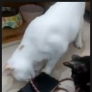 라미카페 이미지