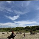 한림파크 | [제주 한림 가볼만한곳] 감동의 말 공연과 승마체험, 온 가족 힐링 명소 ‘더마파크’ 후기 🐎✨