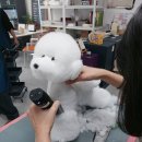 애견매니저 이미지