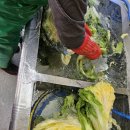 고맙습니다 | 정연가 홍천 내면 절임배추 마감 후기 고맙습니다.