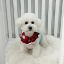 샤멍샤멍 이미지