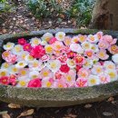 까멜리아 이미지