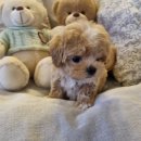 부천-중동-부천-037 | 부천 중동펫샵, 우리 집 행복을 더하는 건강한 새 가족 만나기