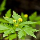 두리반디 이미지