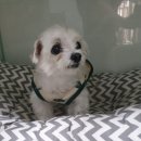 뽀송뽀송애견놀이방 이미지