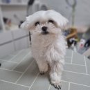 리틀댕댕