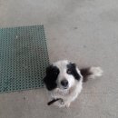 홍성농협주유소 이미지