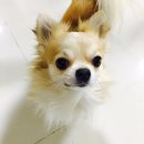 24시프라임동물병원 이미지