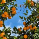 하영농장 이미지