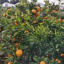 동백농장 이미지