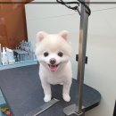 브라비 펫케어 이미지