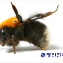 벌침상담 네이버블로그