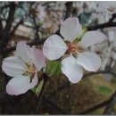 수일여자중학교 이미지