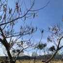 요천생태습지공원 애견놀이터 이미지