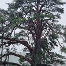 정이품송캠핑장 이미지