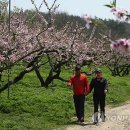 복사꽃향기 이미지