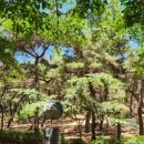 행복한숲 Happy forest 이미지