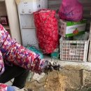 3월초순 탱자묘 캐기 후이식 요즘접하는귤나무 3.4월두달간이식량오늘도이식과접목중 이미지