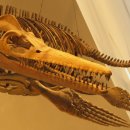 메로스(meros) | (공룡백과) 트리나크로메룸