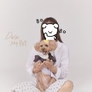 디어마이펫(DEARMYPET) | 홍대스튜디오 / 애견프로필사진 / 견생샷 맛집, 증멍사진, “스튜디오원픽”🐶