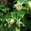 거제갈곶 이미지