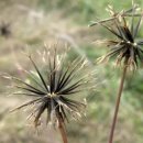 도깨비풀 이미지